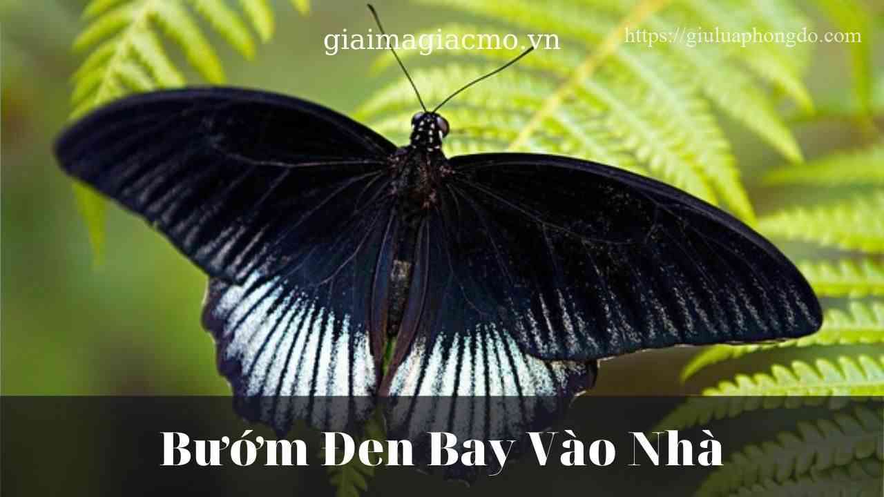 Bướm Đậu Trên Người