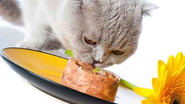 cho mèo ăn pate như thế nào
