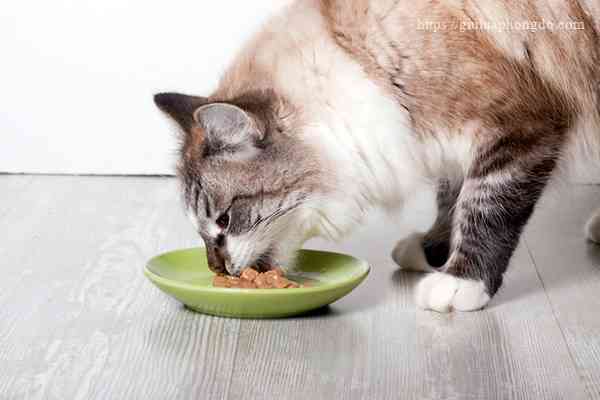 Mèo đang ăn pate trong dĩa