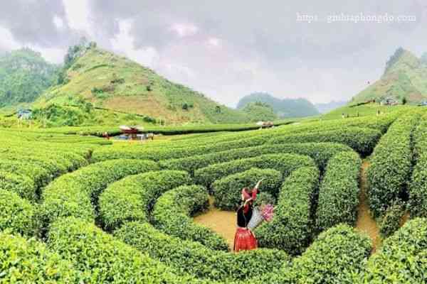 Đồi chè Mộc Châu