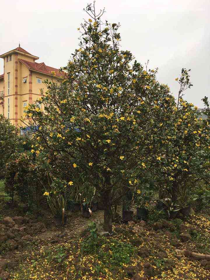 Chăm sóc cây mai tứ quý