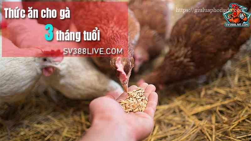 Thức ăn cho gà 3 tháng tuổi