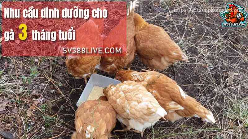 Nhu cầu dinh dưỡng cho gà 3 tháng tuổi