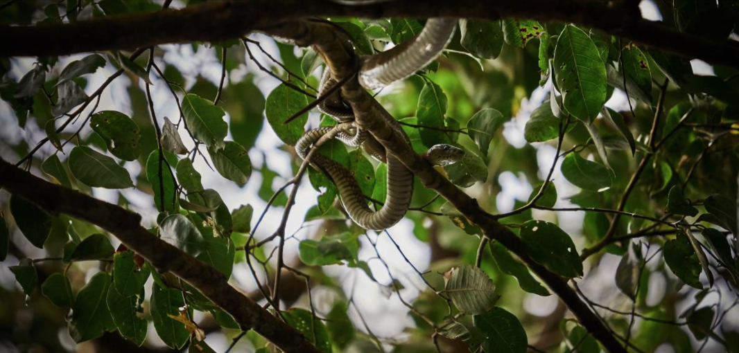 Explore the Enchanting Beauty of congo snake tree photo