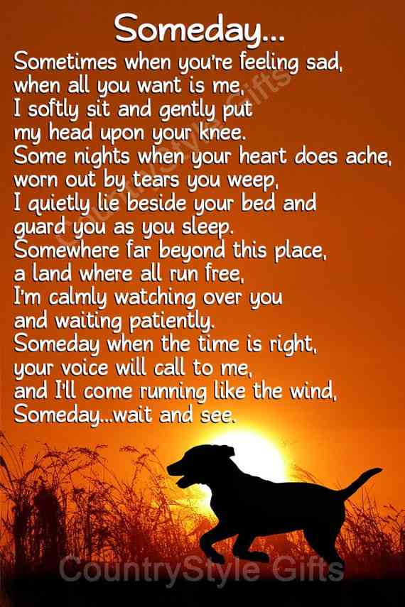 dog rainbow bridge quotes