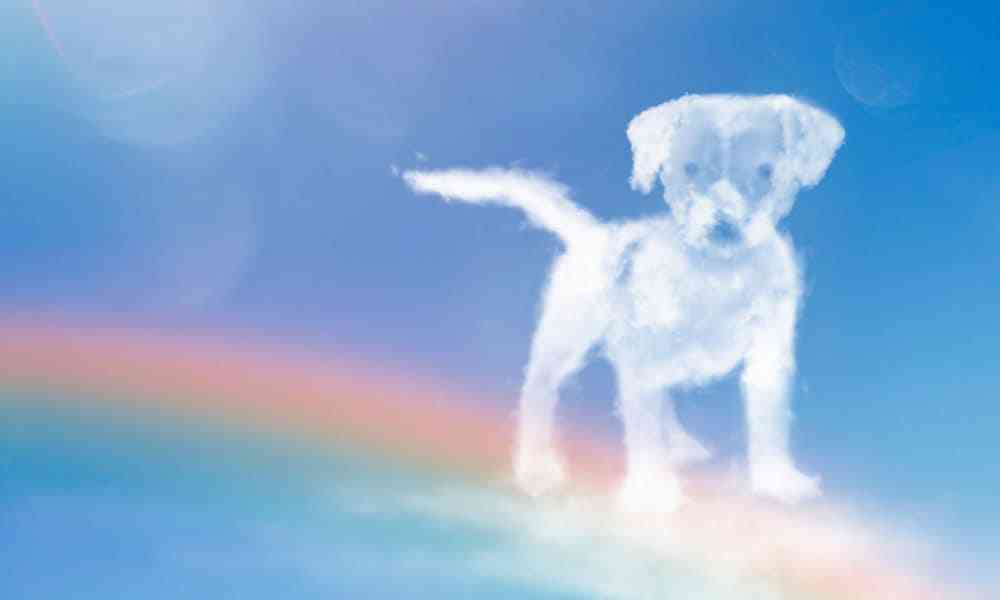 dog rainbow bridge quotes