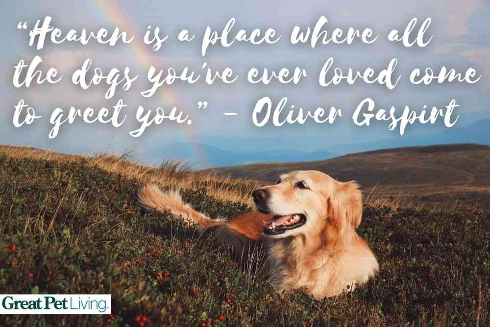 dog rainbow bridge quotes