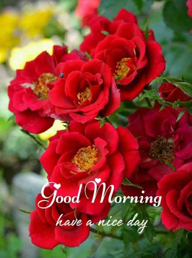 flowers with good morning quotes