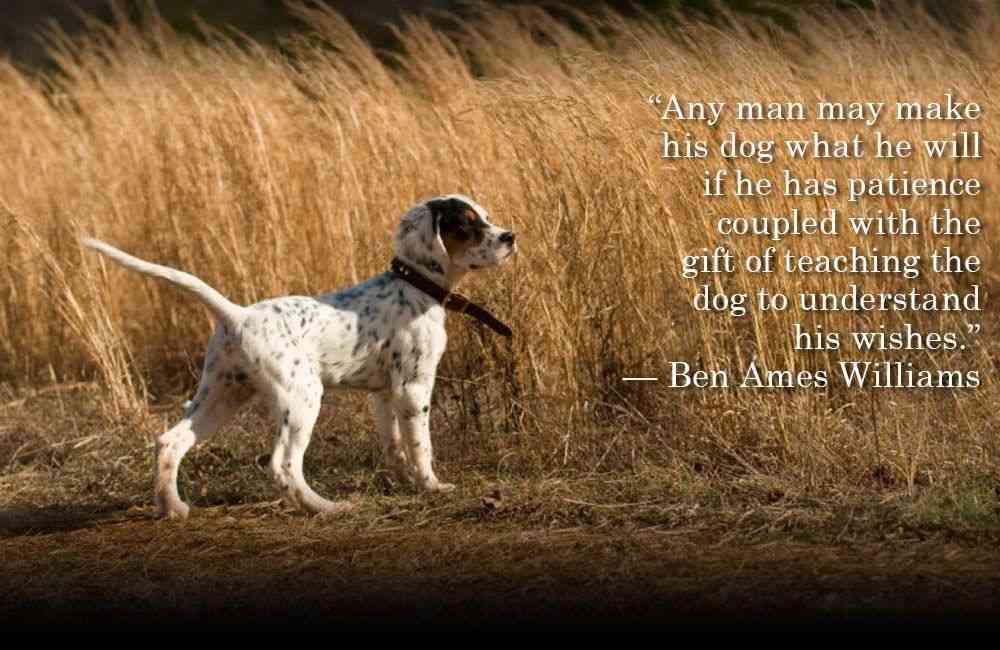 hunting dog quotes