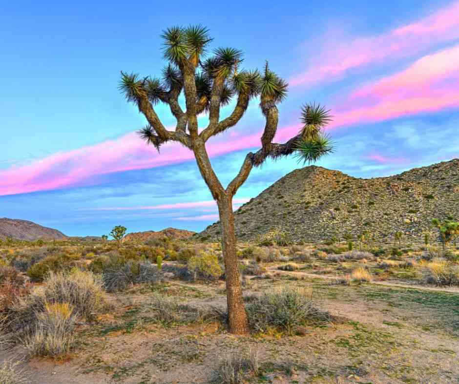 joshua tree quotes