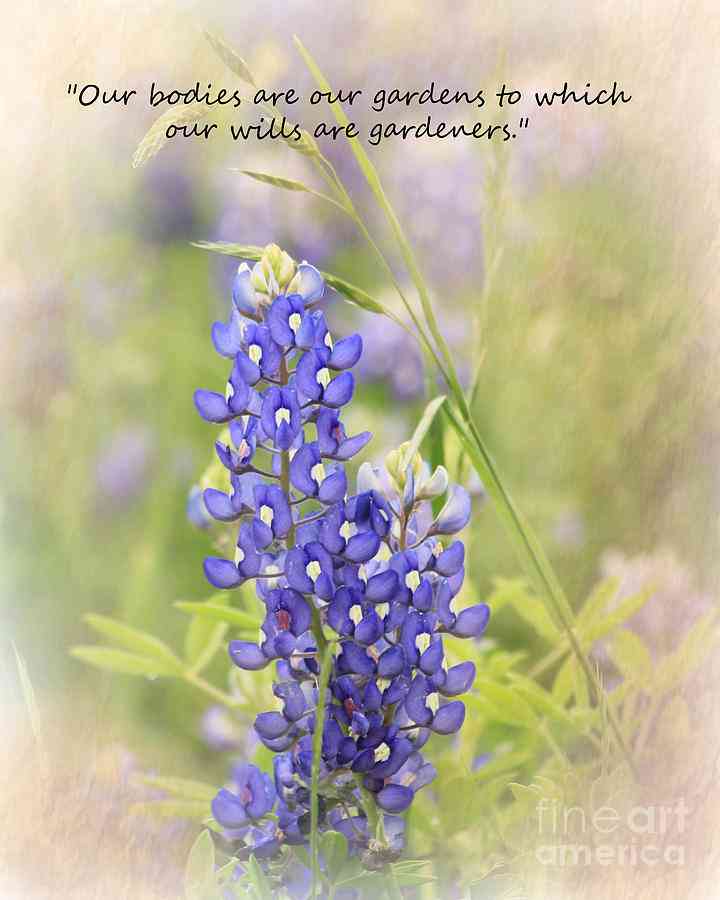 quotes about bluebonnets