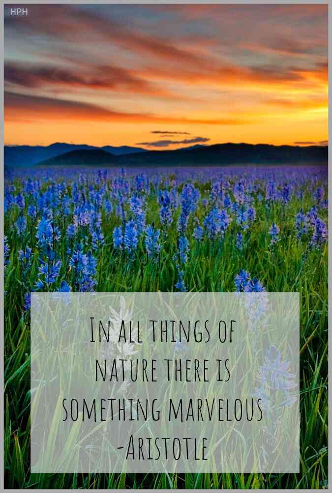 quotes about bluebonnets