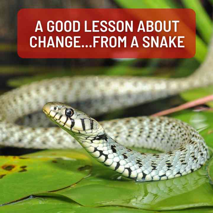 snakes in the grass quotes