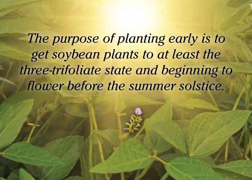 soybean quotes