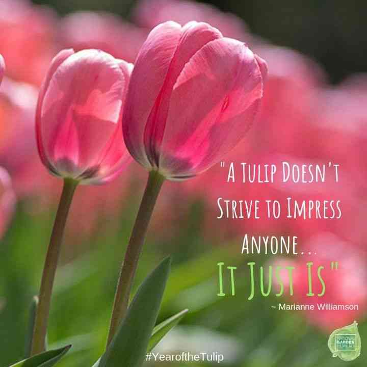 Inspirational Tulip Quotes