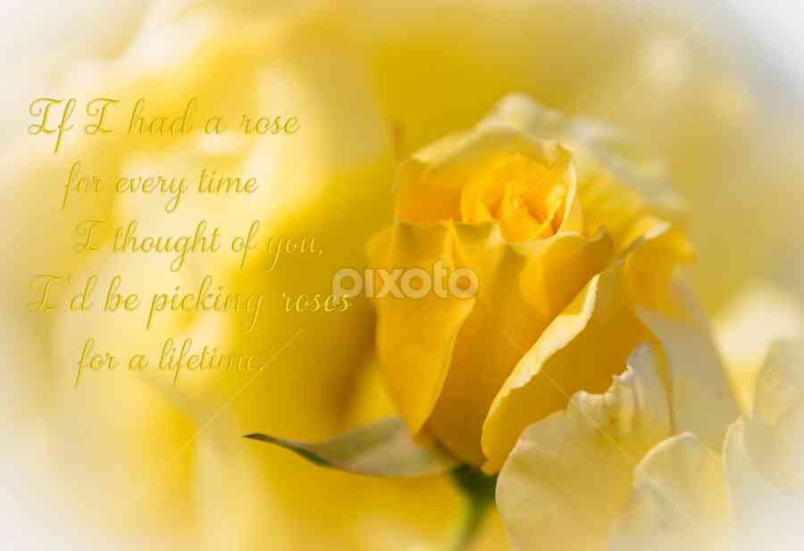 yellow rose quotes