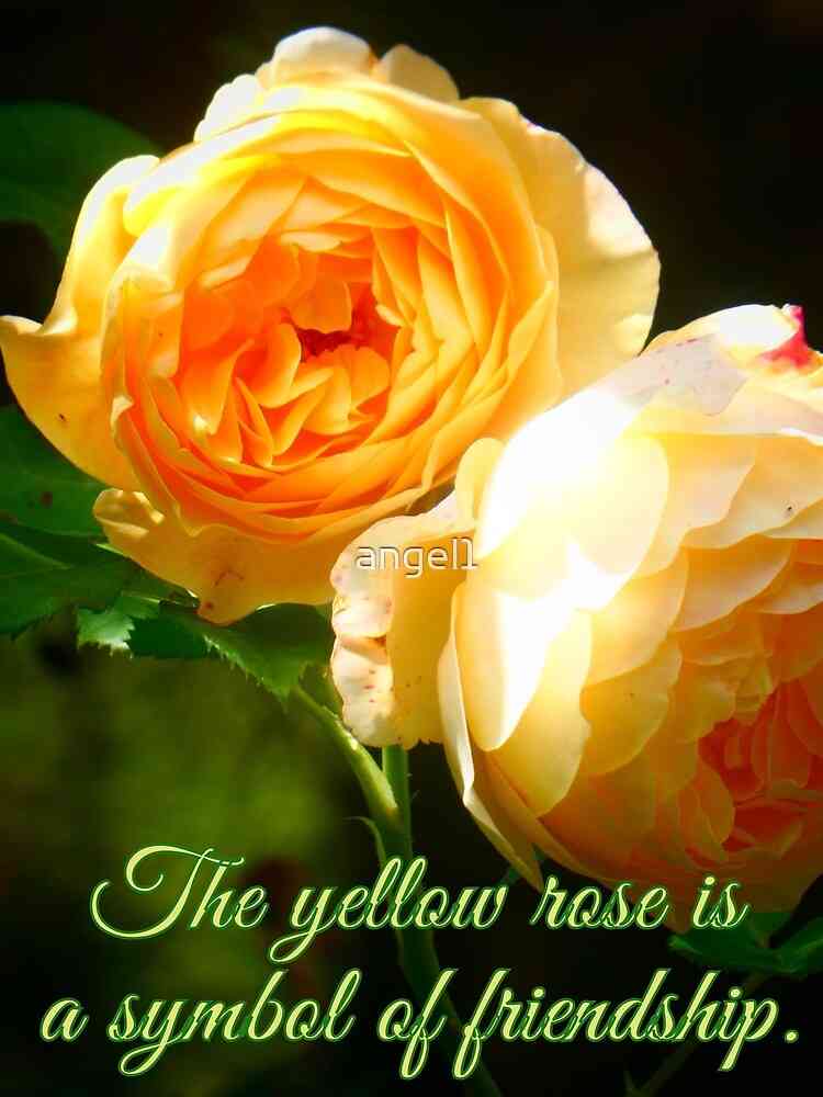 yellow rose quotes